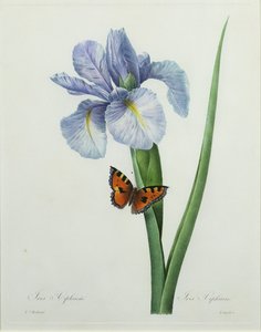 Iris xiphium, inciso da Langlois, da 